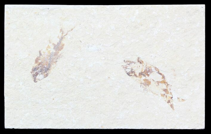 Bargain, Cretaceous Fossil Fish - Lebanon #53957